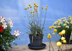 Craspedia is een van de highlights en Danziger’s nummer 2 product na de Capella serieVolgens Ayala heeft deze unieke plant vele voordelen voor de eindconsument, teler en retailer; “Men kan het in de tuin zetten, in een pot of in de grond, en kan de bloemen afknippen en in een vaas zetten zonder water, waarna ze een jaar hun looks zullen behouden. De teler heeft iets nieuws en aparts en het is een product wat goed transporteerbaar is omdat de stelen buigen en niet breken”. Dit soort op de foto is een verbeterde versie waarvan de beworteling en productietijd korter is.